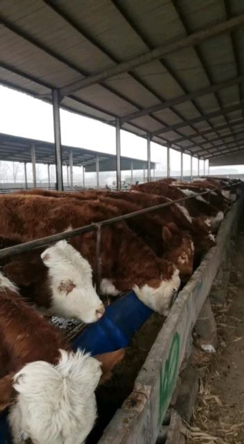 肉牛犊西门塔尔小牛出售小牛犊活体鲁西黄牛犊6个月西门塔尔