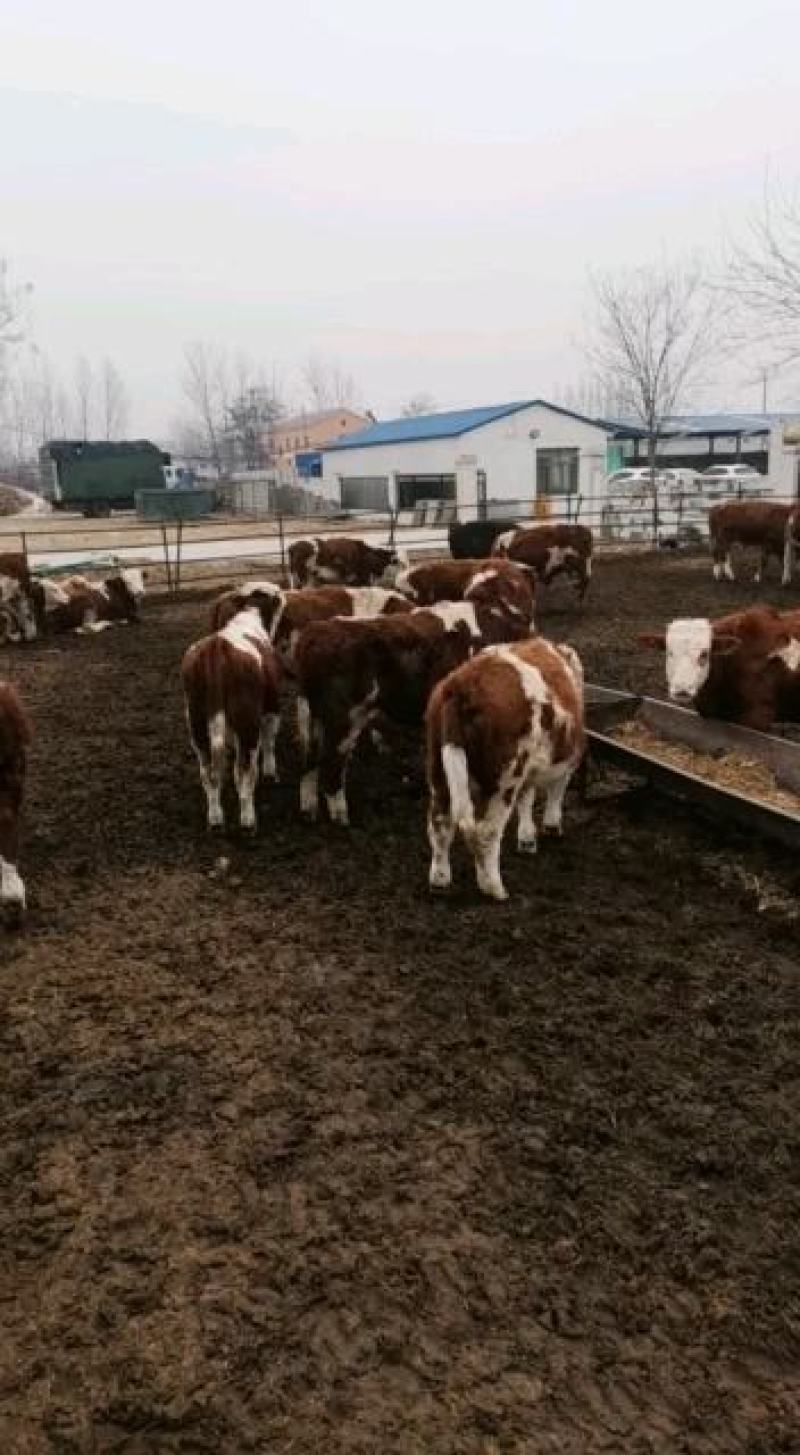 肉牛犊西门塔尔小牛出售小牛犊活体鲁西黄牛犊6个月西门塔尔