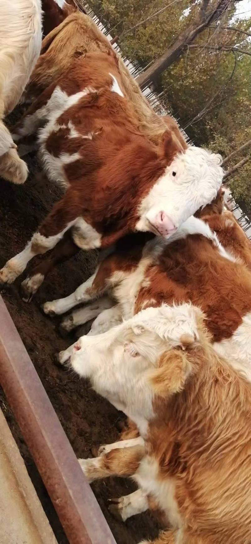 肉牛犊西门塔尔小牛出售小牛犊活体鲁西黄牛犊6个月西门塔尔