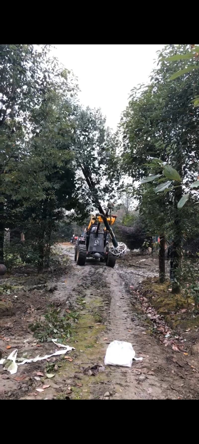 四川成都移植香樟树，实生苗米径5-50cm