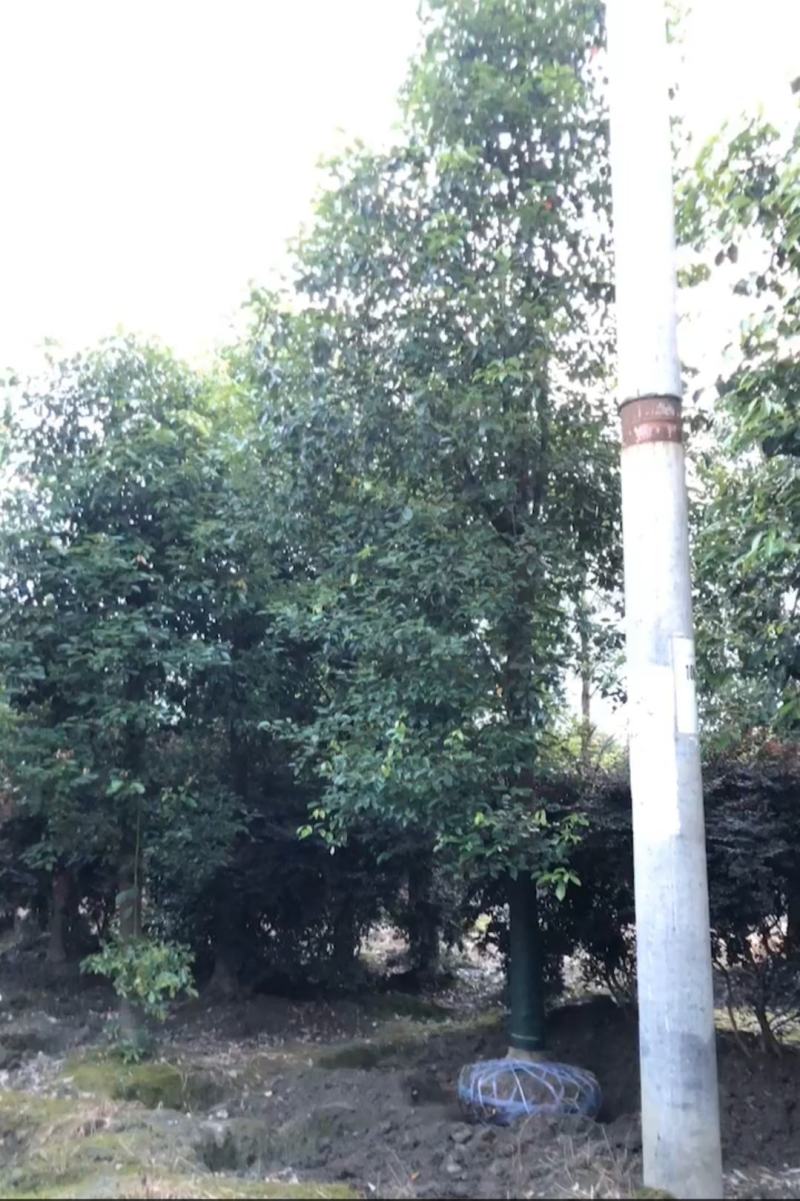 四川成都移植香樟树，实生苗米径5-50cm