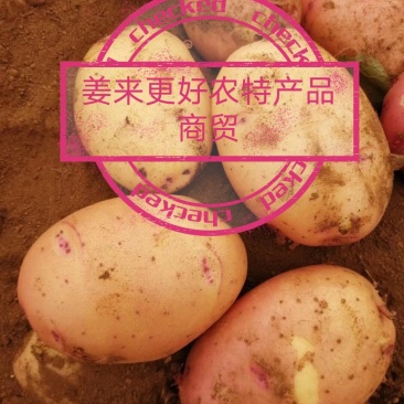 2023新上秋土豆！新鲜地优质土豆合作88号开始采挖开市