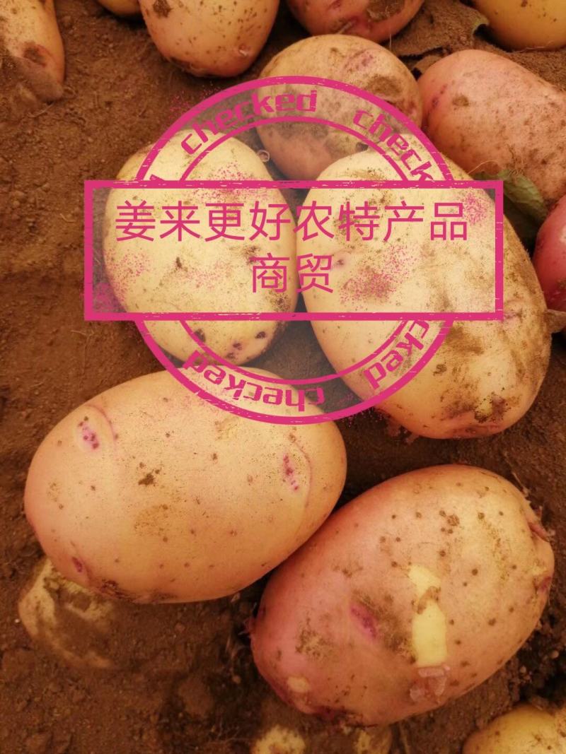 2023新上秋土豆！新鲜地优质土豆合作88号开始采挖开市