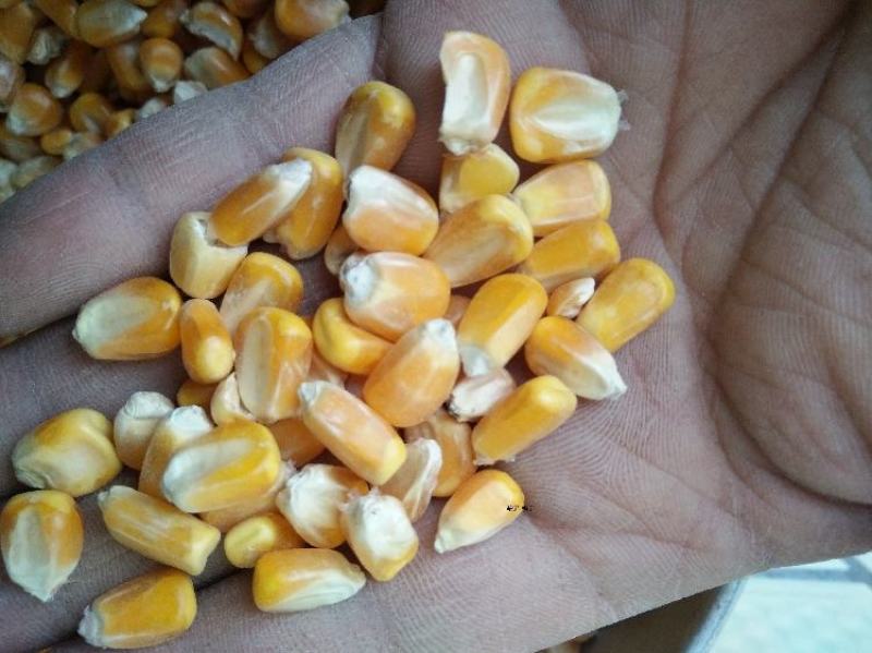 玉米14~16%大量仓储现货需要联系