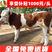 山东西门塔尔牛犊公牛母牛3一5月欢迎养殖场看牛实地考察