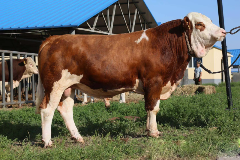 山东西门塔尔牛犊公牛母牛3一5月欢迎养殖场看牛实地考察