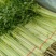 河北邯郸香芹大量上市中欢迎新老客户前来采购诚信经营