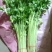河北邯郸香芹大量上市中欢迎新老客户前来采购诚信经营