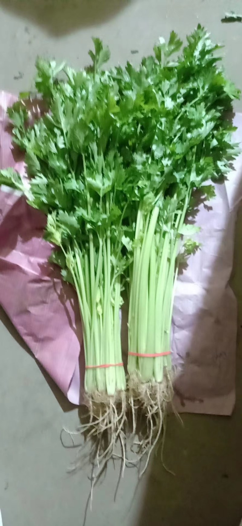 河北邯郸香芹大量上市中欢迎新老客户前来采购诚信经营