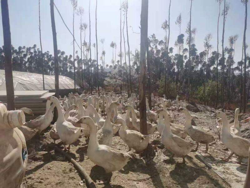 禽畜牧蛋肉120天的鹅