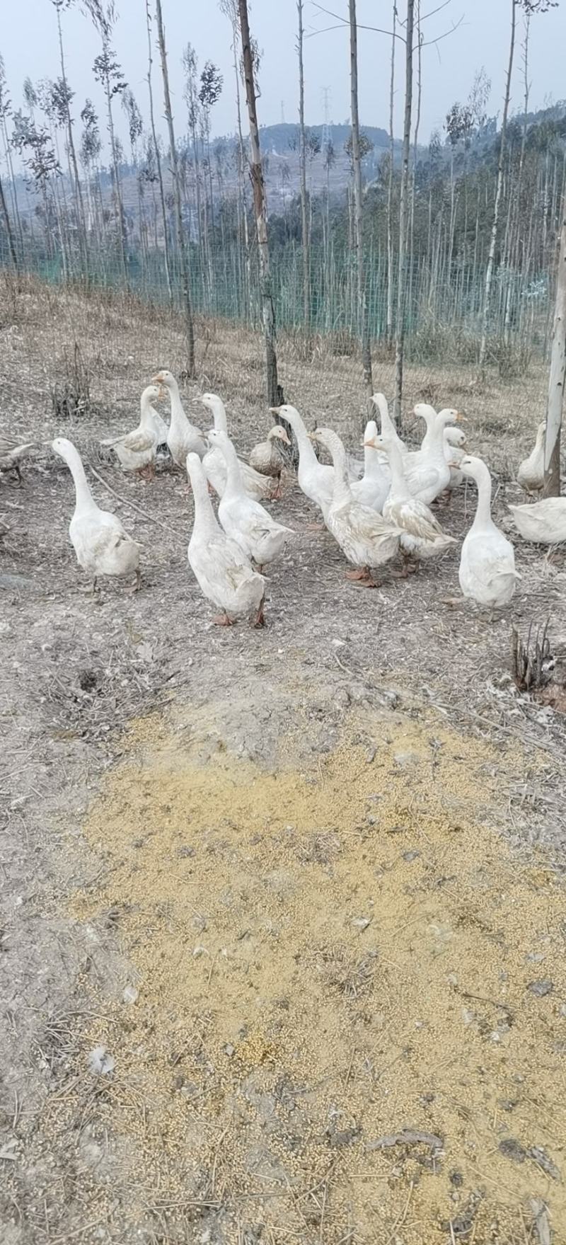 禽畜牧蛋肉120天的鹅