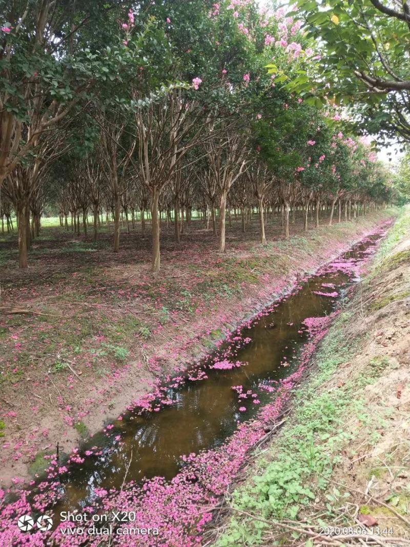 【推荐】江苏红花紫薇5公分6公分优质紫薇产地价格