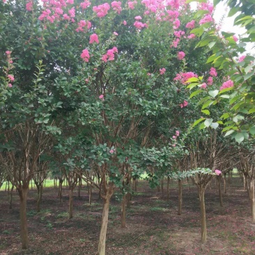 【推荐】江苏红花紫薇5公分6公分优质紫薇产地价格