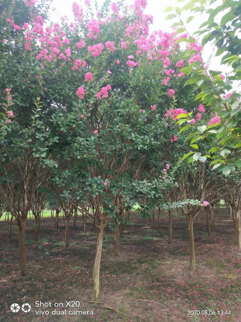 【推荐】江苏红花紫薇5公分6公分优质紫薇产地价格