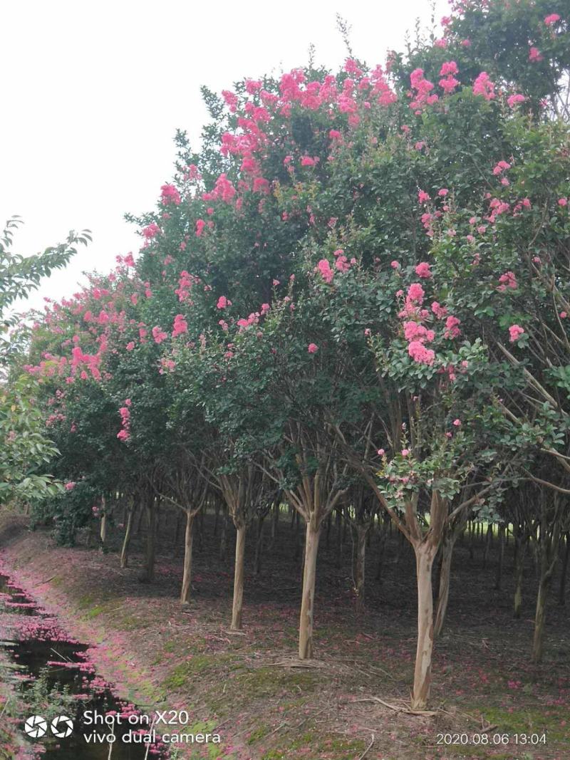 【推荐】江苏红花紫薇5公分6公分优质紫薇产地价格