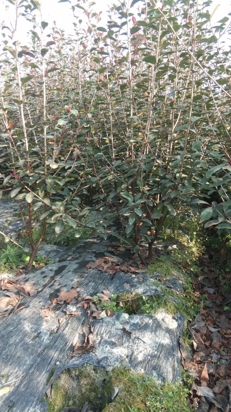 红叶石楠，金禾女贞绿离，高150，冠1米左右。。。