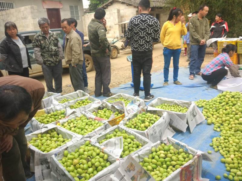 广西大量台湾大青枣上市，欢迎各位老板电话定货