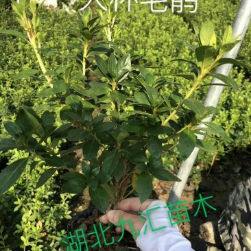 毛杜鹃八角金盘金森女贞红花继木大小叶黄杨大杯毛球