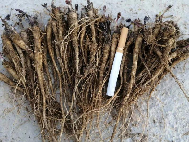 肉独活苗子，农户直销，价格优惠，提供技术指导，苗子好