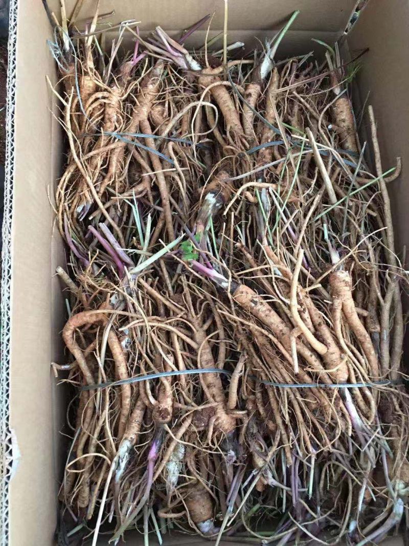 肉独活苗子，农户直销，价格优惠，提供技术指导，苗子好