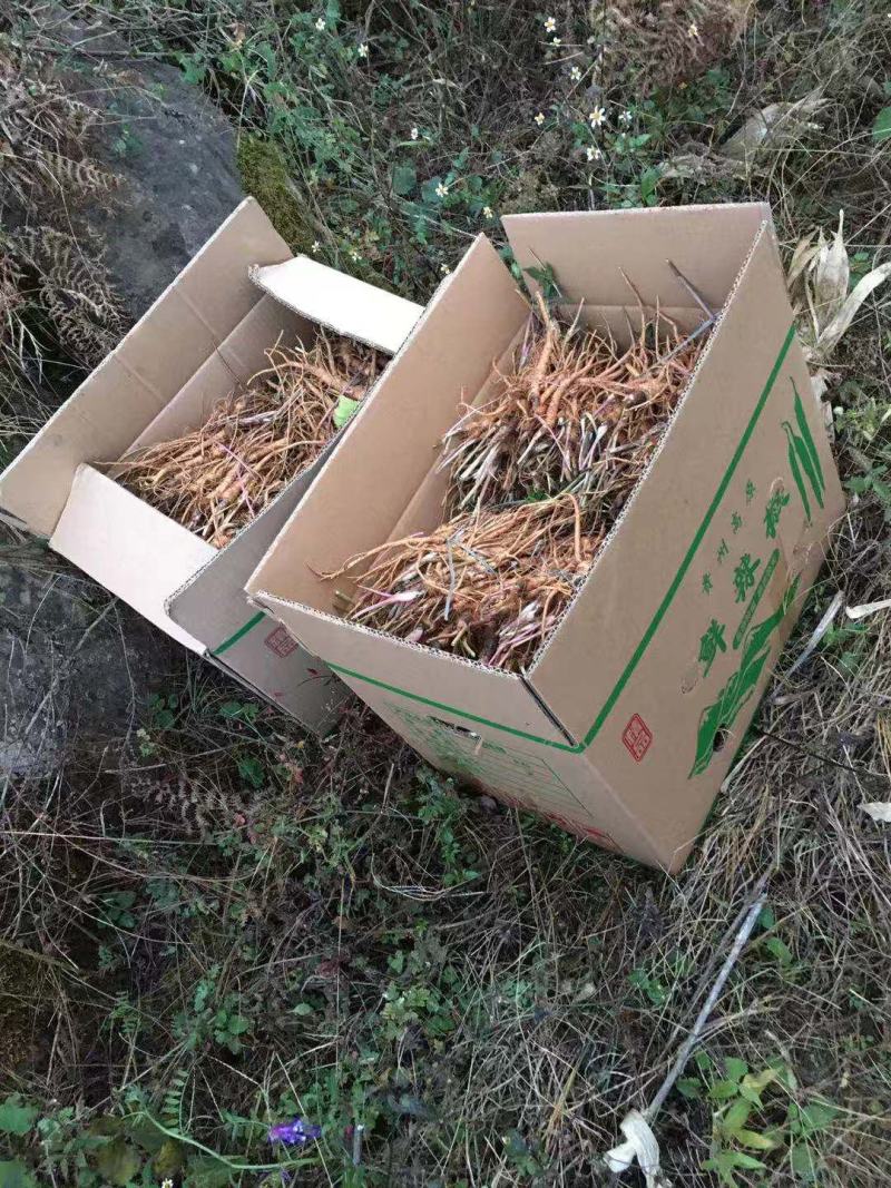 肉独活苗子，农户直销，价格优惠，提供技术指导，苗子好