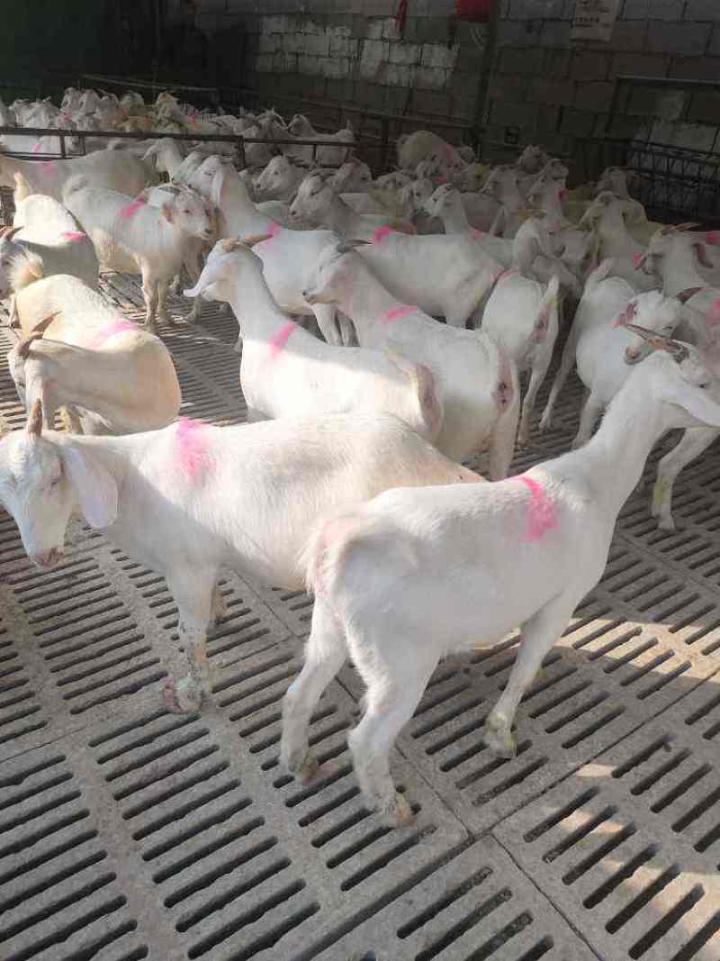 纯种黑头杜泊绵羊活体公羊怀孕母羊杜泊绵羊活羊羔萨福克种羊