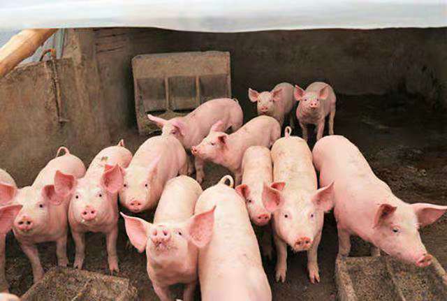 图片说明:养殖户在批发市场挑选三元仔猪,工作人员正在称重并记录数据 三元仔猪选购现场