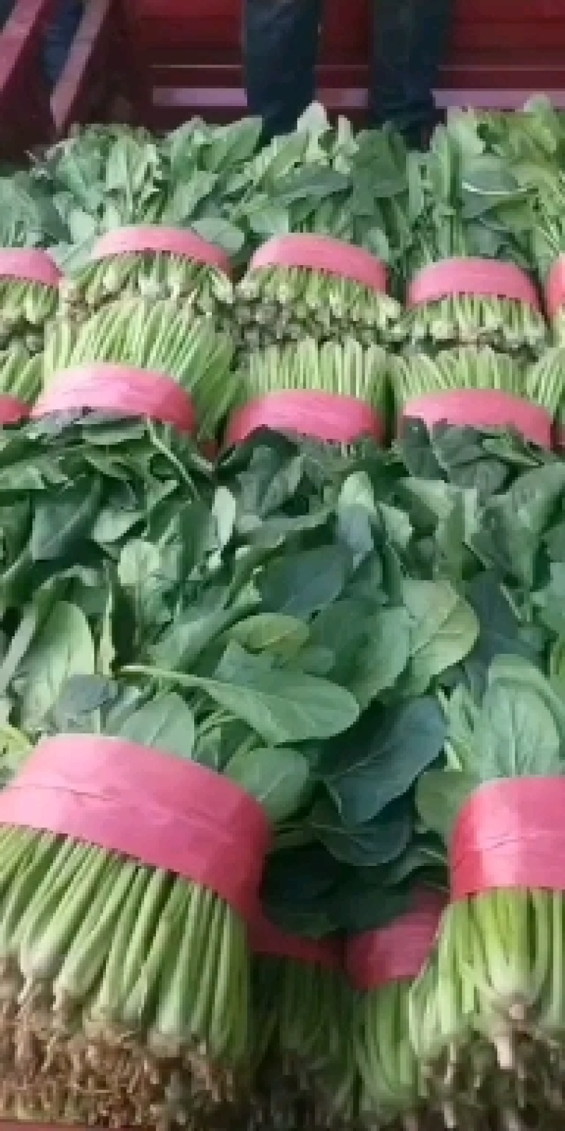 大叶菠菜红根基地供货捆把泡沫箱装加工厂市场超市
