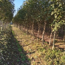 小叶金桂基地2800亩桂花，规格有高杆桂花低杆，丛生桂花