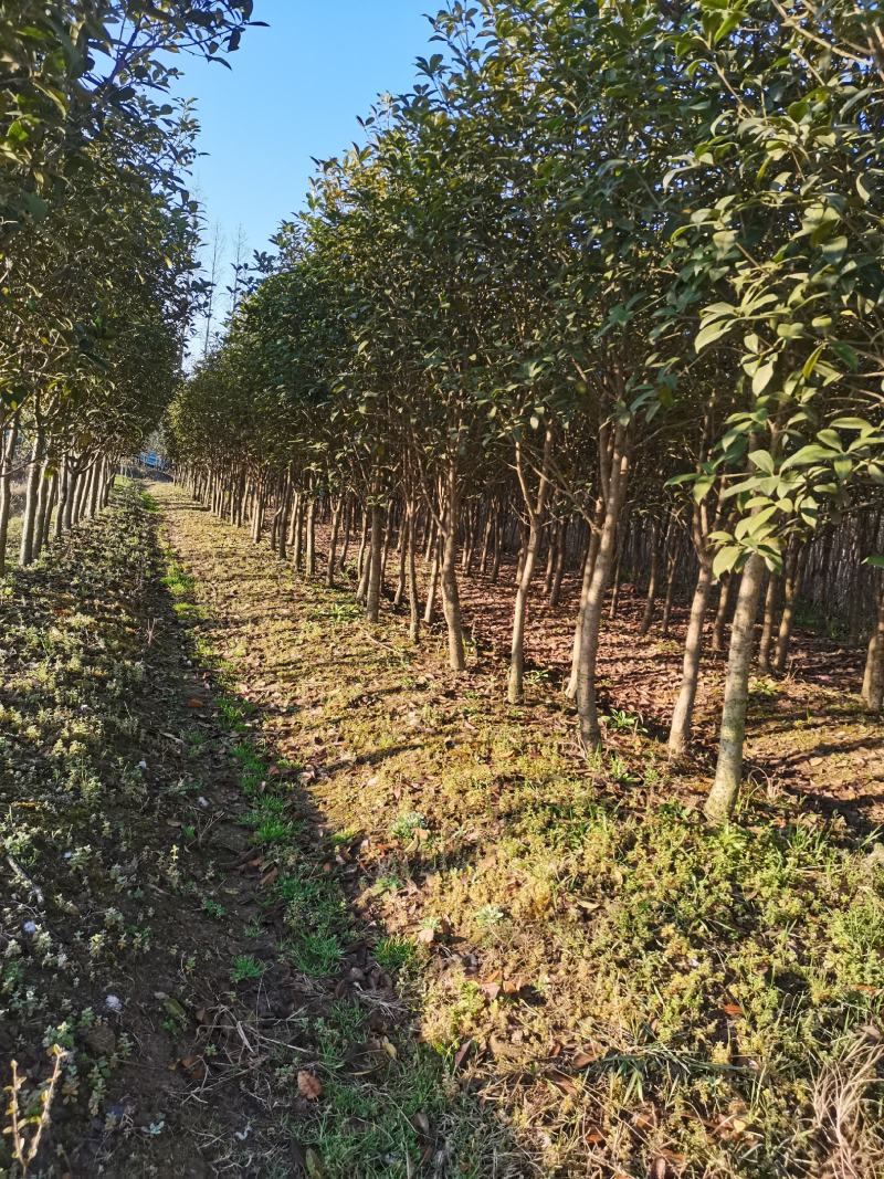 小叶金桂基地2800亩桂花，规格有高杆桂花低杆，丛生桂花