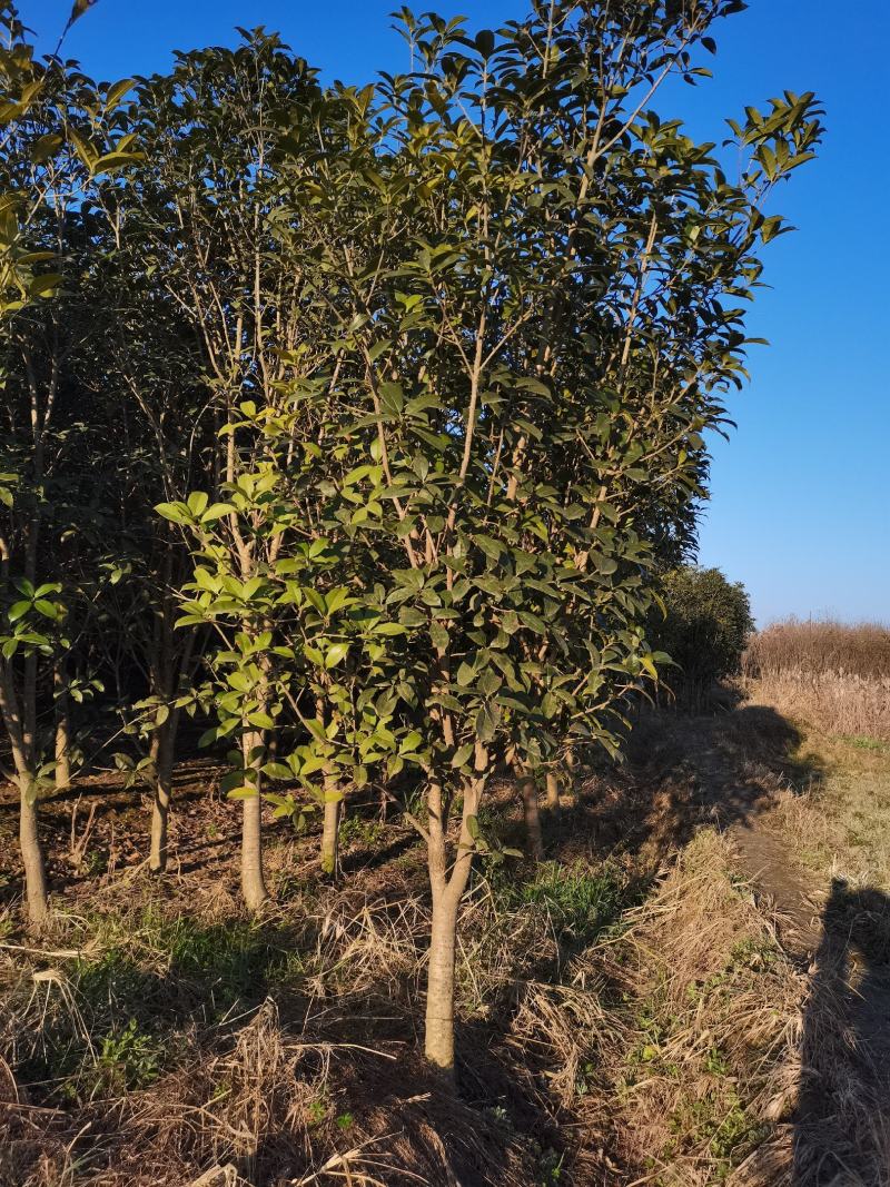 小叶金桂基地2800亩桂花，规格有高杆桂花低杆，丛生桂花