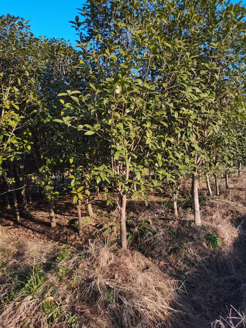 小叶金桂基地2800亩桂花，规格有高杆桂花低杆，丛生桂花