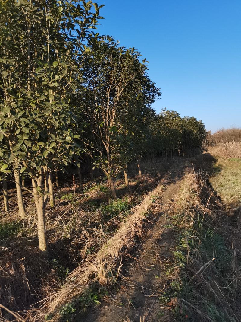 小叶金桂基地2800亩桂花，规格有高杆桂花低杆，丛生桂花