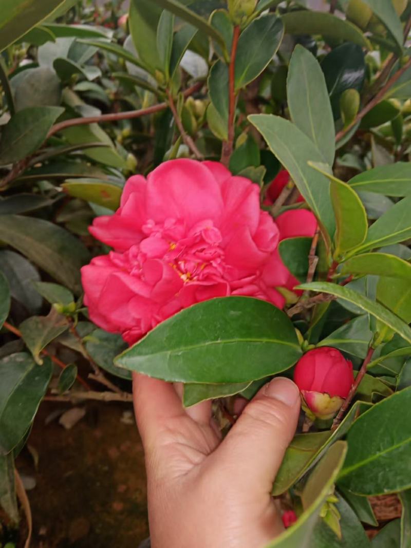 【3年】精品茶花苗山茶花盆栽树苗原生茶花树苗观赏茶花盆栽