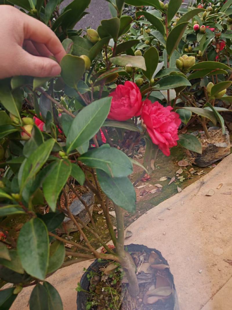 【3年】精品茶花苗山茶花盆栽树苗原生茶花树苗观赏茶花盆栽