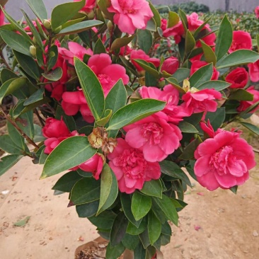 【3年】精品茶花苗山茶花盆栽树苗原生茶花树苗观赏茶花盆栽