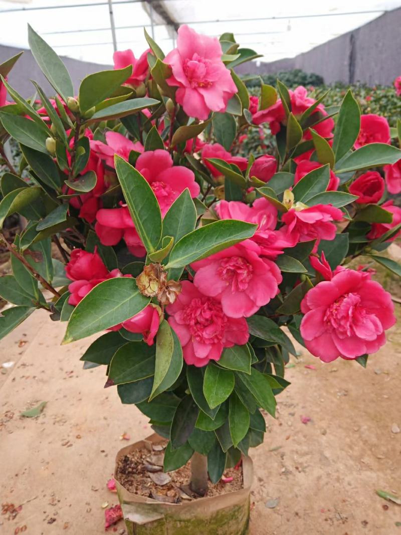 【3年】精品茶花苗山茶花盆栽树苗原生茶花树苗观赏茶花盆栽