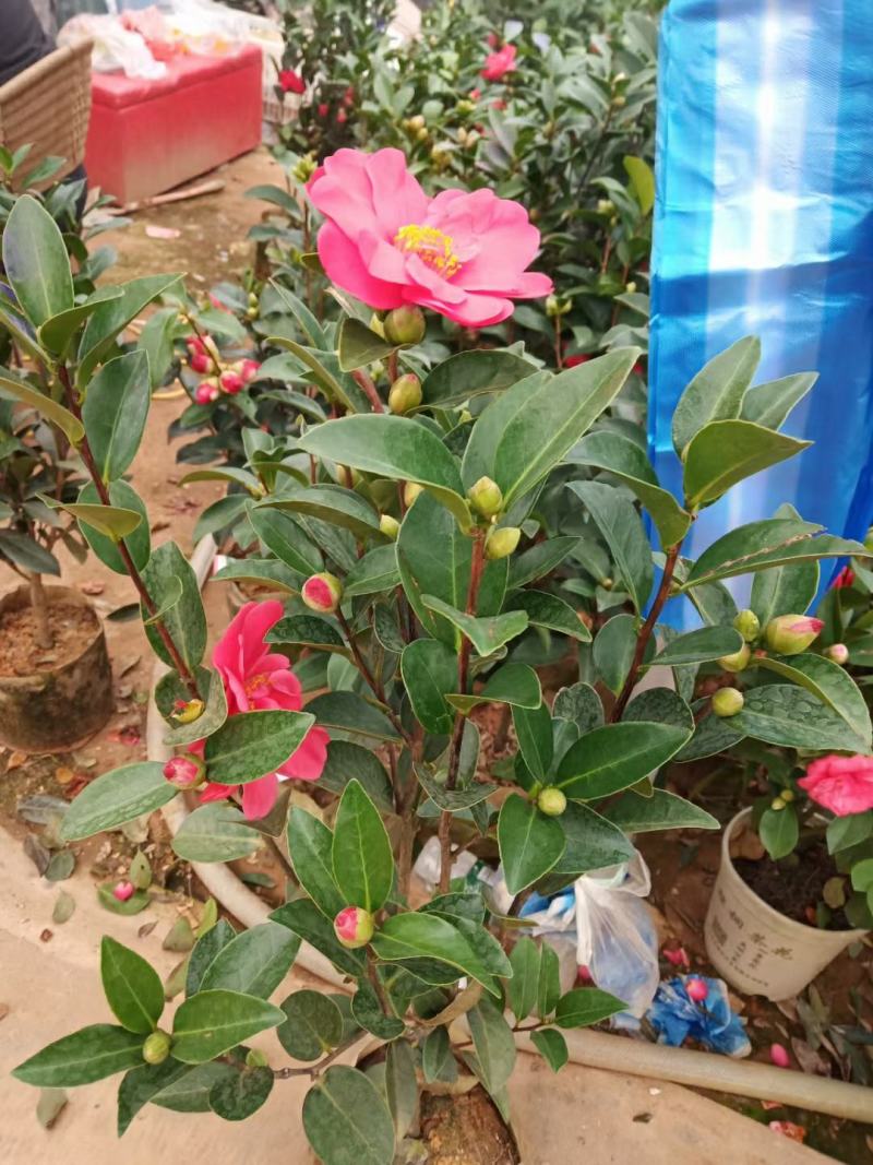 【3年】精品茶花苗山茶花盆栽树苗原生茶花树苗观赏茶花盆栽