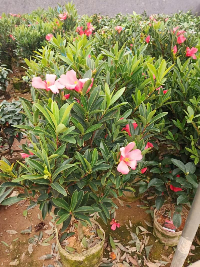 【3年】精品茶花苗山茶花盆栽树苗原生茶花树苗观赏茶花盆栽