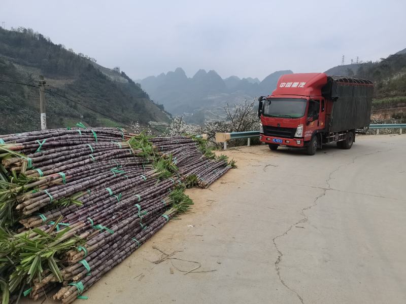 甘蔗基地直发欢迎采购欢迎采购欢迎采购欢迎采购欢迎采购欢迎