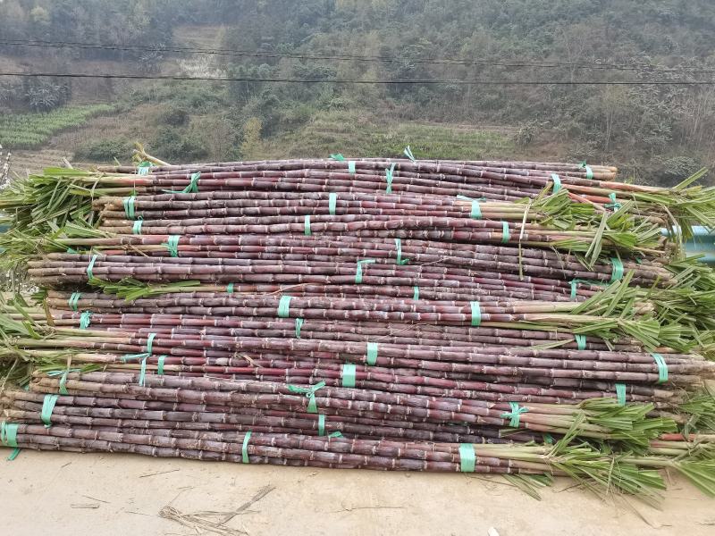 甘蔗基地直发欢迎采购欢迎采购欢迎采购欢迎采购欢迎采购欢迎