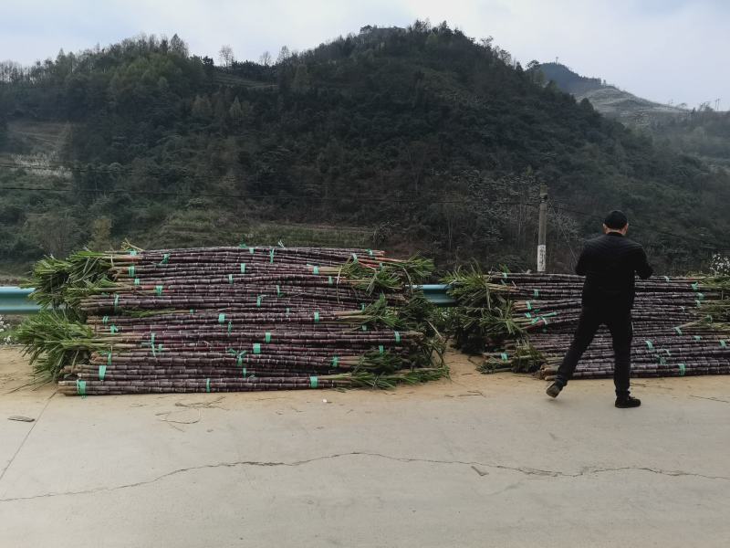 甘蔗基地直发欢迎采购欢迎采购欢迎采购欢迎采购欢迎采购欢迎