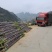甘蔗基地直发欢迎采购欢迎采购欢迎采购欢迎采购欢迎采购欢迎