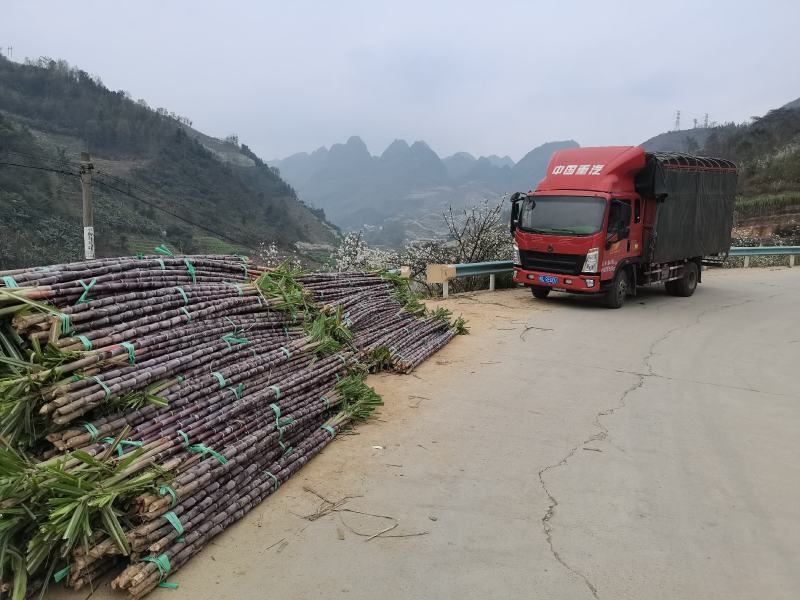 甘蔗基地直发欢迎采购欢迎采购欢迎采购欢迎采购欢迎采购欢迎