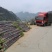 甘蔗基地直发欢迎采购欢迎采购欢迎采购欢迎采购欢迎采购欢迎