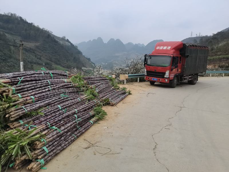 甘蔗基地直发欢迎采购欢迎采购欢迎采购欢迎采购欢迎采购欢迎