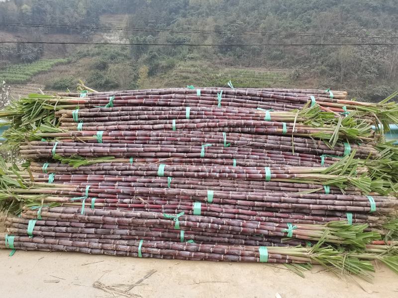 甘蔗基地直发欢迎采购欢迎采购欢迎采购欢迎采购欢迎采购欢迎