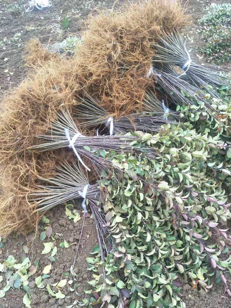 海棠苗小苹果苗山丁子嫁接苹果粘木苗