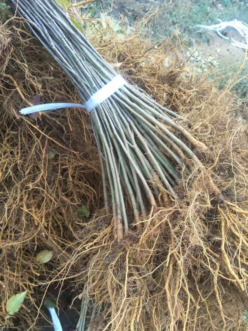 海棠苗小苹果苗山丁子嫁接苹果粘木苗