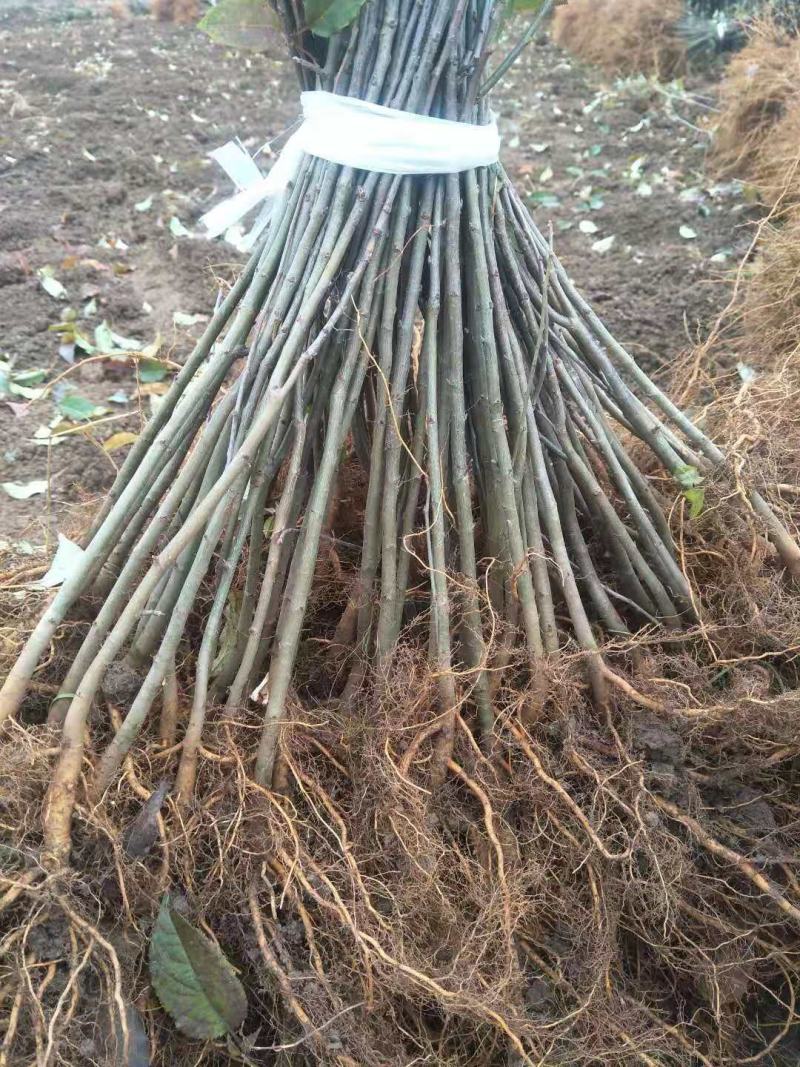 海棠苗小苹果苗山丁子嫁接苹果粘木苗